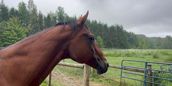 Healing with Horses 