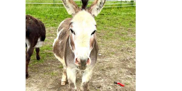 Holistic Healing with Horses and Donkeys 