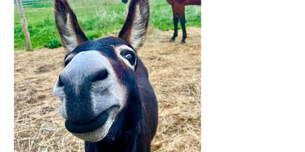 Donkey Medicine for healing  