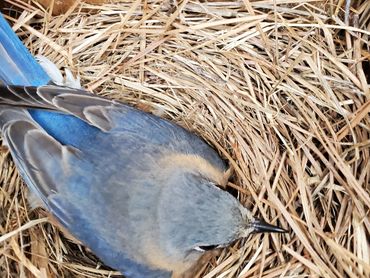 eastern blue bird nesting in a straw-lined nest.