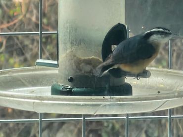 Small bird perched on a bird feeder inside a cage.