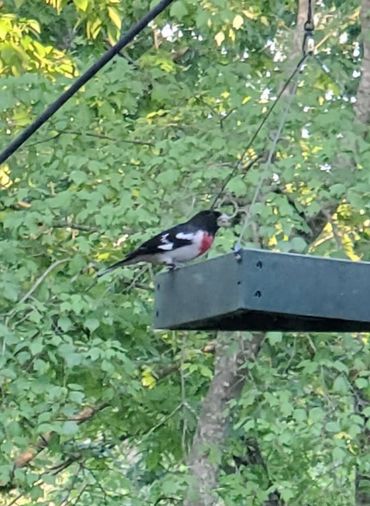 rose breasted grosbeak on tray feeder