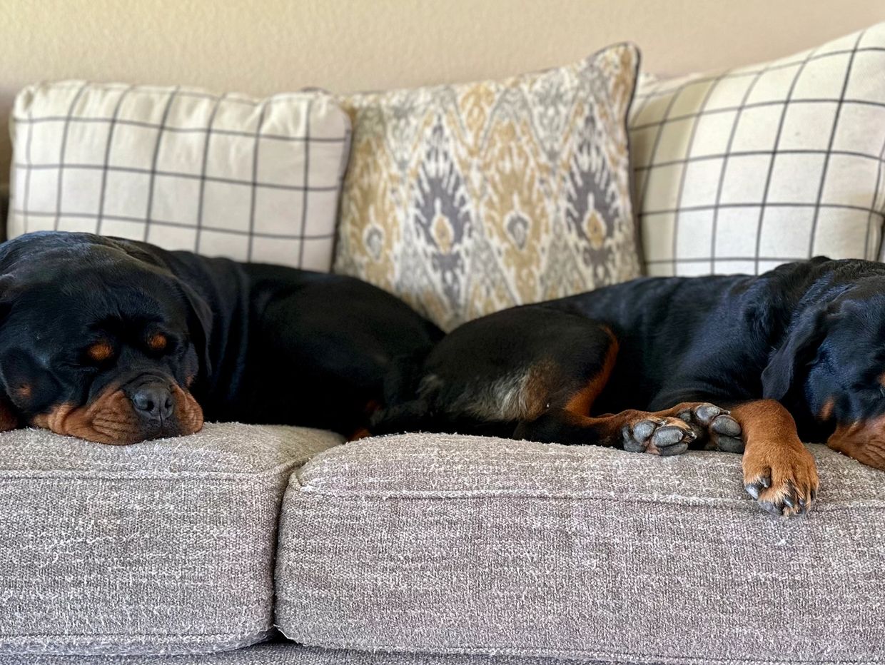 Birdie and Stella napping