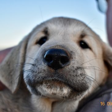 cutie from past litter
