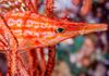 Longnose Hawkfish