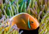 Skunk Anemonefish