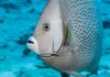 Gray Angelfish