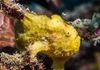 Frogfish displaying "Lure"