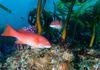 California Sheephead (Initial Phase)