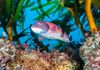 California Sheephead