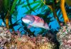 California Sheephead