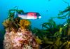 California Sheephead