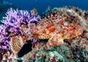 ScorpionFish