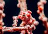 Pygmy Seahorse