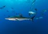 Silky Shark