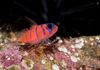 Bluebanded Goby