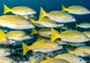 School of Blue and Gold Snappers