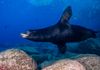 California Sea Lion-Adult Male