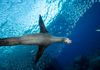 California Sea Lion