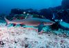Whitetip Reef Shark-Pregnant Female