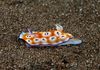 Nudibranch