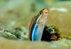 Bluestriped Fangblenny