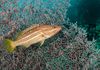 Slender Grouper