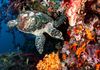 Hawksbill Turtle