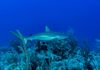 Caribbean Reef Shark