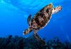 Hawksbill Turtle