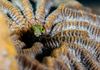 Spinyhead Blenny