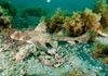 Horn Shark