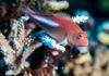 Arceye Hawkfish