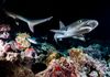 Whitetip Reef Sharks