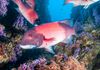 California Sheephead