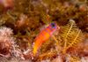 Bluebanded Goby