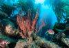 Life in the Kelp Forest