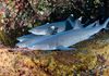 Whitetip Reef Sharks