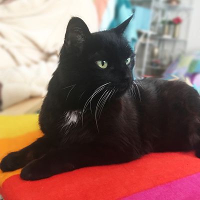 This year's Pets Count, too program spokescat, Lacy.