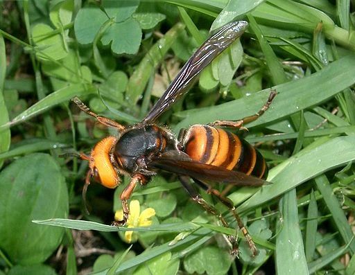 Asian Giant Hornet Research from Coast to Coast