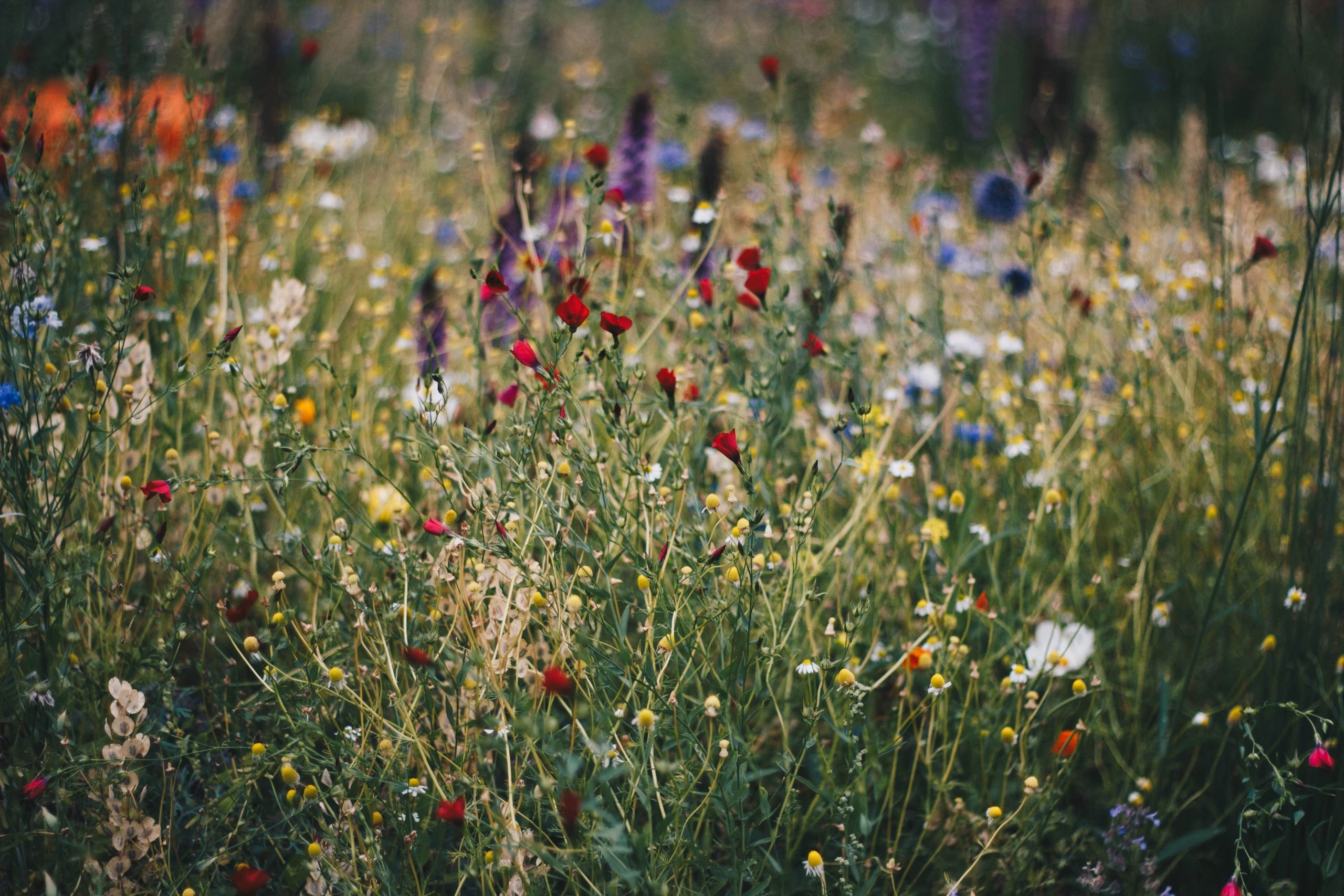 Pollinator-Friendly Plantings Along Roadways and Highways