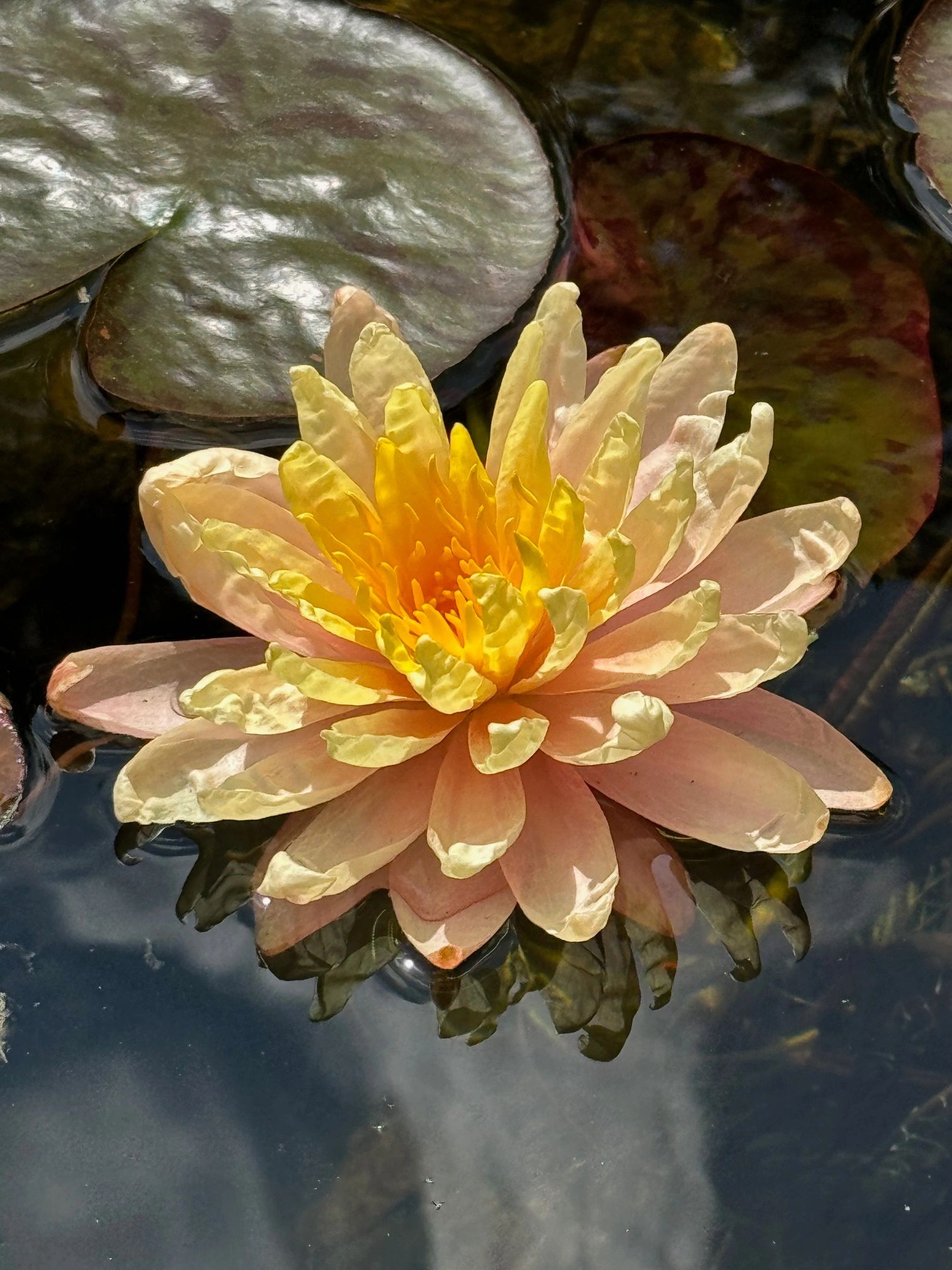 Jyotish Vedic Astrology