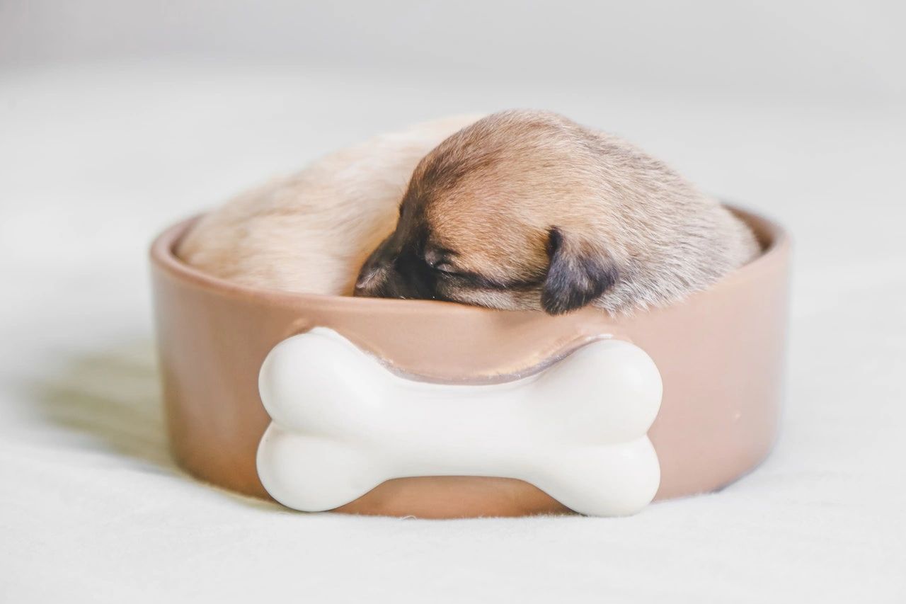 Pet Food Safety An Historical Example pet-food-safety-an-historical-example