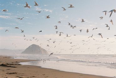 Birds flying in front of Morro Rock