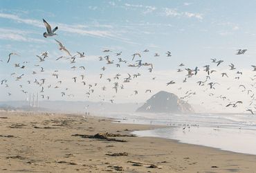 Birds flying in front of Morro Rock