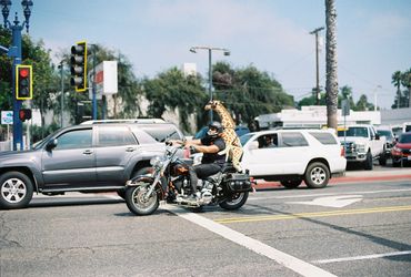 Man on a motorcycle with stuffed giraffe on the back