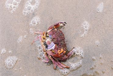 Close up of crushed grab on the beach with bubbles