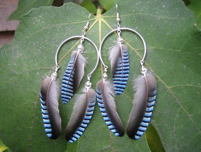 Earrings Half moon blue jay