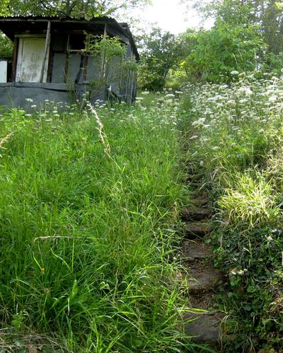 Overgrown garden needing clearance ready for a new lease of life