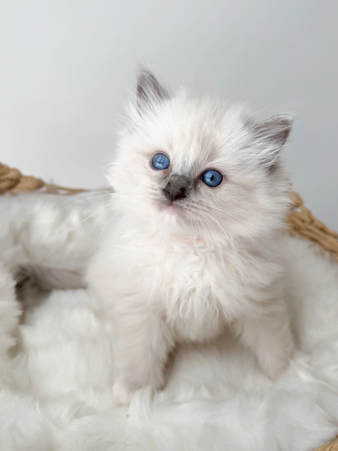 Bluepoint Ragdoll kitten